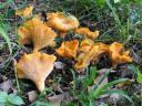 cantarellus cibarius - za supus superbam!